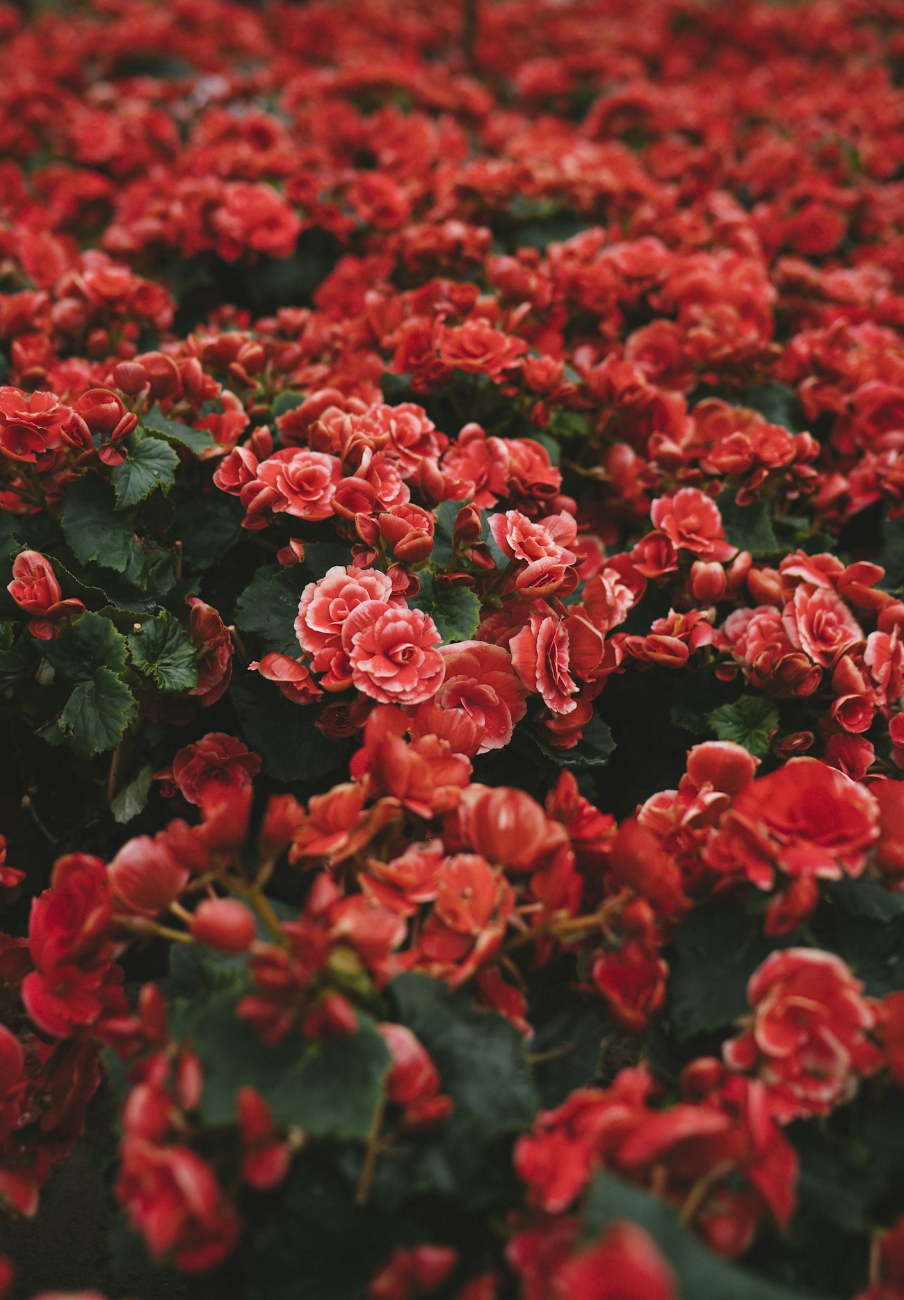 Big Red — begonias by the crate
